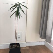 観葉植物を育てると、ビジネスに役立つ ◯◯◯が養われる?