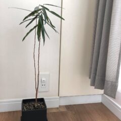 観葉植物を育てると、ビジネスに役立つ ◯◯◯が養われる？